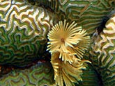  ������-����� (Galaxea fascicularis), (������) 2008�. - ����� �.�.������. ��������� �����������... (800�600=174kb)