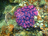  ��������������� ������ (Pocillopora verrucosa), (������) 2008�. - ����� �.�.������. ��������� �����������... (800�600=259kb)