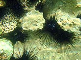  ���������� ������� �� (Diadema setosum), (������) 2008�. - ����� �.�.������. ��������� �����������... (800�600=220kb)