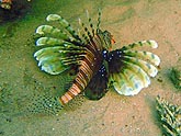  �������� - ����� (Pterois volitans), (������) 2008�. - ����� �.�.������. ��������� �����������... (800�600=196kb)