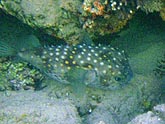  ���� ��������� (���������) (Cyclichthys spilostylus), (������) 2008�. - ����� �.�.������. ��������� �����������... (800�600=213kb)