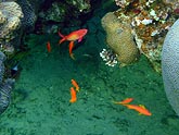  ������ ���������� (Pseudanthias squamipinnis), (������) 2008�. - ����� �.�.������. ��������� �����������... (800�600=179kb)