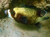  �������� ������� (Arothron diadematus), (������) 2008�. - ����� �.�.������. ��������� �����������... (800�600=160kb)