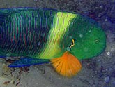  ������ ������������ (Cheilinus lunulatus), (������) 2008�. - ����� �.�.������. ��������� �����������... (800�600=151kb)