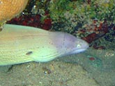  ������ ����� (Siderea grisea), (������) 2008�. - ����� �.�.������. ��������� �����������... (800�600=173kb)