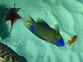  ���������� ���� (Scarus gibbus), (������) 2008�. - ����� �.�.������. ��������� �����������... (800�600=172kb)