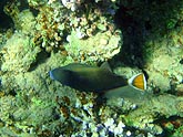  ����������������� �������� (Balistapus undulatus), (������) 2008�. - ����� �.�.������. ��������� �����������... (800�600=216kb)