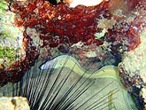  ������ ����� (Siderea grisea), (������) 2008�. - ����� �.�.������. ��������� �����������... (800�600=204kb)
