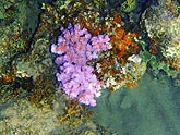  ��������������� ������ (Pocillopora verrucosa), (������) 2008�. - ����� �.�.������. ��������� �����������... (800�600=223kb)