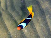  ����������� ��������� (Amphiprion bicinctus), (������) 2008�. - ����� �.�.������. ��������� �����������... (800�600=141kb)