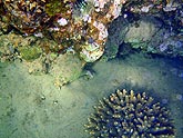 ����� ������������ ������ (Stylophora pistillata) (������), 2008�. - ����� �.�.������. ��������� �����������... (800�600=215kb)