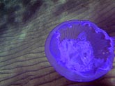  ������ - ���� (Aurelia aurita), (������) 2008�. - ����� �.�.������. ��������� �����������... (800�600=94kb)