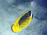  ���������������� ����-������� (Chaetodon fasciatus), (������) 2008�. - ����� �.�.������. ��������� �����������... (800�600=175kb)