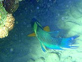  ������ ������������ (Cheilinus lunulatus), (������) 2008�. - ����� �.�.������. ��������� �����������... (800�600=172kb)
