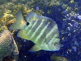  Ƹ���� ��������� (Dascyllus aruanus), (������) 2008�. - ����� �.�.������. ��������� �����������... (800�600=170kb)