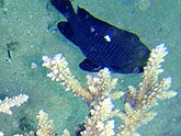  ������������ ������� (Dascyllus trimaculatus), (������) 2008�. - ����� �.�.������. ��������� �����������... (800�600=238kb)