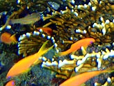  ������ ���������� (Pseudanthias squamipinnis), (������) 2008�. - ����� �.�.������. ��������� �����������... (800�600=260kb)
