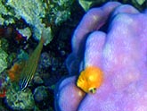  �������� ������ (Porites lutea), (������) 2008�. - ����� �.�.������. ��������� �����������... (800�600=231kb)