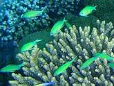  ����-������ ������ (Chromis viridis), (������) 2008�. - ����� �.�.������. ��������� �����������... (800�600=234kb)