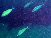  ����-������ ������ (Chromis viridis), (������) 2008�. - ����� �.�.������. ��������� �����������... (800�600=118kb)
