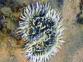  ��������� (Goniopora sp.), (������) 2008�. - ����� �.�.������. ��������� �����������... (800�600=197kb)