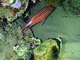  ������ ��������� ����-�����-������ (Sargocentron diadema), ����� �������� ������� (Arothron diadematus), (������) 2008�. - ����� �.�.������. ��������� �����������... (800�600=191kb)