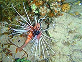  �������� - ����� (Pterois volitans), (������) 2008�. - ����� �.�.������. ��������� �����������... (800�600=215kb)