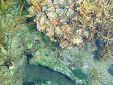  �������� (Octopus cyanea), (������) 2008�. - ����� �.�.������. ��������� �����������... (800�600=216kb)