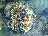  �������� (Octopus cyanea), (������) 2008�. - ����� �.�.������. ��������� �����������... (800�600=205kb)