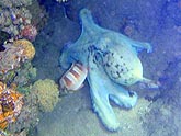  �������� (Octopus cyanea), (������) 2008�. - ����� �.�.������. ��������� �����������... (800�600=170kb)
