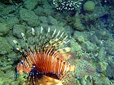  �������� - ����� (Pterois volitans), (������) 2008�. - ����� �.�.������. ��������� �����������... (800�600=201kb)