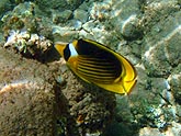  ������������������ ����-������� (Chaetodon fasciatus), (������) 2008�. - ����� �.�.������. ��������� �����������... (800�600=220kb)