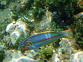  ��������� ����� (Thalassoma klunzingeri), (������) 2008�. - ����� �.�.������. ��������� �����������... (800�600=188kb)