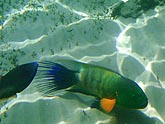  ������ ������������ (Cheilinus lunulatus), (������) 2008�. - ����� �.�.������. ��������� �����������... (800�600=125kb)