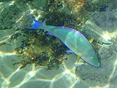  �������� ����-������� (Cetoscarus bicolor), (������) 2008�. - ����� �.�.������. ��������� �����������... (800�600=161kb)