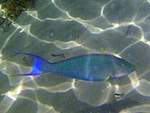  �������� ����-������� (Cetoscarus bicolor), (������) 2008�. - ����� �.�.������. ��������� �����������... (800�600=137kb)