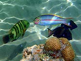  ����� ������-�������� (Cheilinus abudjubbe), ��������� ����� (Thalassoma klunzingeri) � ������ � ׸���� ������-����� (Acanthurus gahhm) ������, (������) 2008�. - ����� �.�.������. ��������� �����������... (800�600=142kb)
