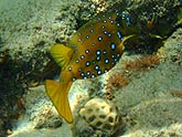  ������� - ����� (Ostracion cubicus), (������) 2008�. - ����� �.�.������. ��������� �����������... (800�600=199kb)