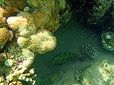  ������� ������ (Epinephelus summana), (������) 2008�. - ����� �.�.������. ��������� �����������... (800�600=174kb)