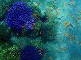  ������ ���������� (Pseudanthias squamipinnis), (������) 2008�. - ����� �.�.������. ��������� �����������... (800�600=169kb)