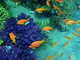  ������ ���������� (Pseudanthias squamipinnis), (������) 2008�. - ����� �.�.������. ��������� �����������... (800�600=176kb)