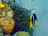  ���������� ������� (Heteractis magnifica) � ����������� ��������� (Amphiprion bicinctus), (������) 2008�. - ����� �.�.������. ��������� �����������... (800�600=167kb)