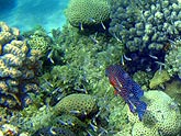  ������������� ������� (Plectropomus marisrubri), ������ 2008�. - ����� �.�.������. ��������� �����������... (800�600=251kb)
