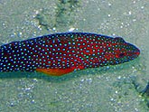  ������������� ������� (Plectropomus marisrubri), (������) 2008�. - ����� �.�.������. ��������� �����������... (800�600=183kb)