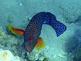  ������������� ������� (Plectropomus marisrubri), (������) 2008�. - ����� �.�.������. ��������� �����������... (800�600=215kb)