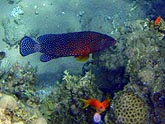  ������������� ������� (Plectropomus marisrubri), (������) 2008�. - ����� �.�.������. ��������� �����������... (800�600=203kb)