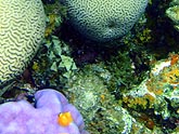  ������ �������� (Platygyra daedalea), (������) 2008�. - ����� �.�.������. ��������� �����������... (800�600=246kb)