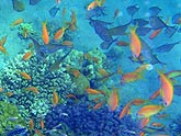  ������ ���������� (Pseudanthias squamipinnis), (������) 2008�. - ����� �.�.������. ��������� �����������... (800�600=226kb)