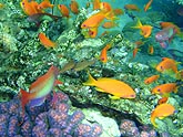  ������ ���������� (Pseudanthias squamipinnis), (������) 2008�. - ����� �.�.������. ��������� �����������... (800�600=229kb)