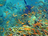  ������ ���������� (Pseudanthias squamipinnis), (������) 2008�. - ����� �.�.������. ��������� �����������... (800�600=243kb)